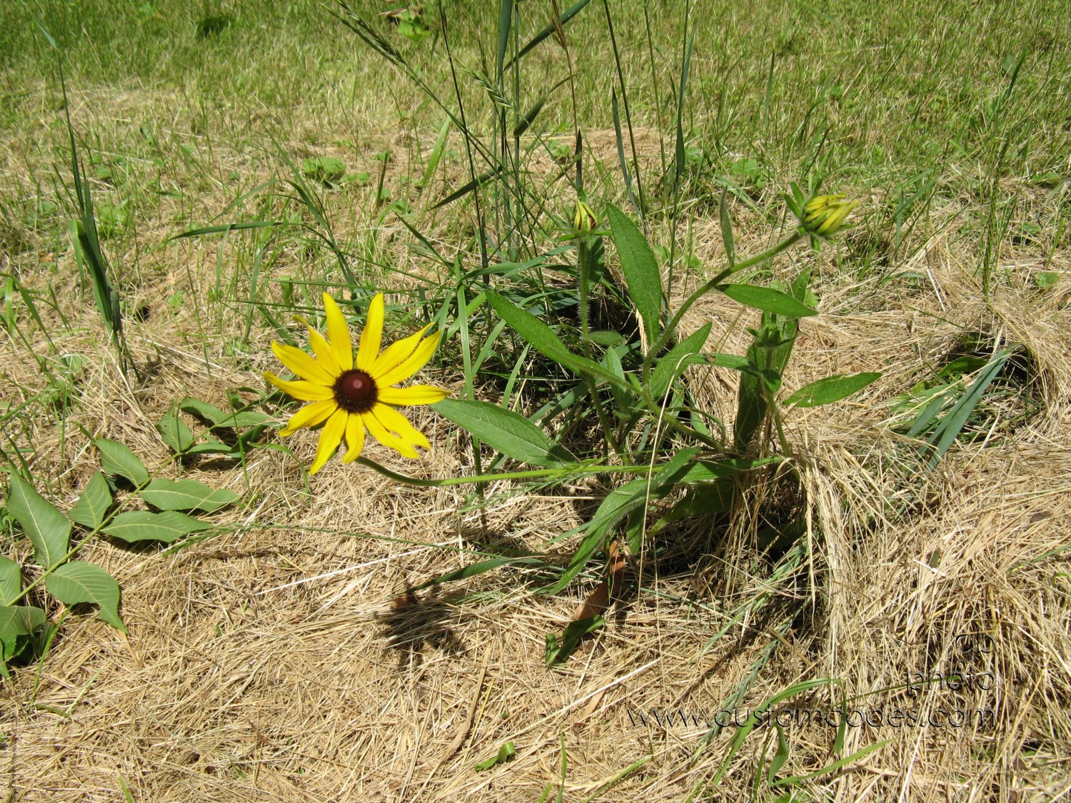 20100626_escapee