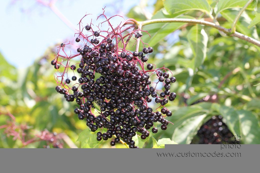 Elderberries_2010_08_29