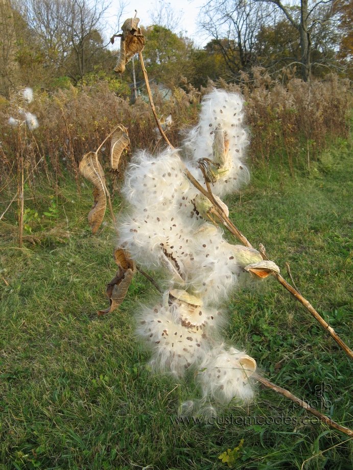 Milkweed_2010_10_10
