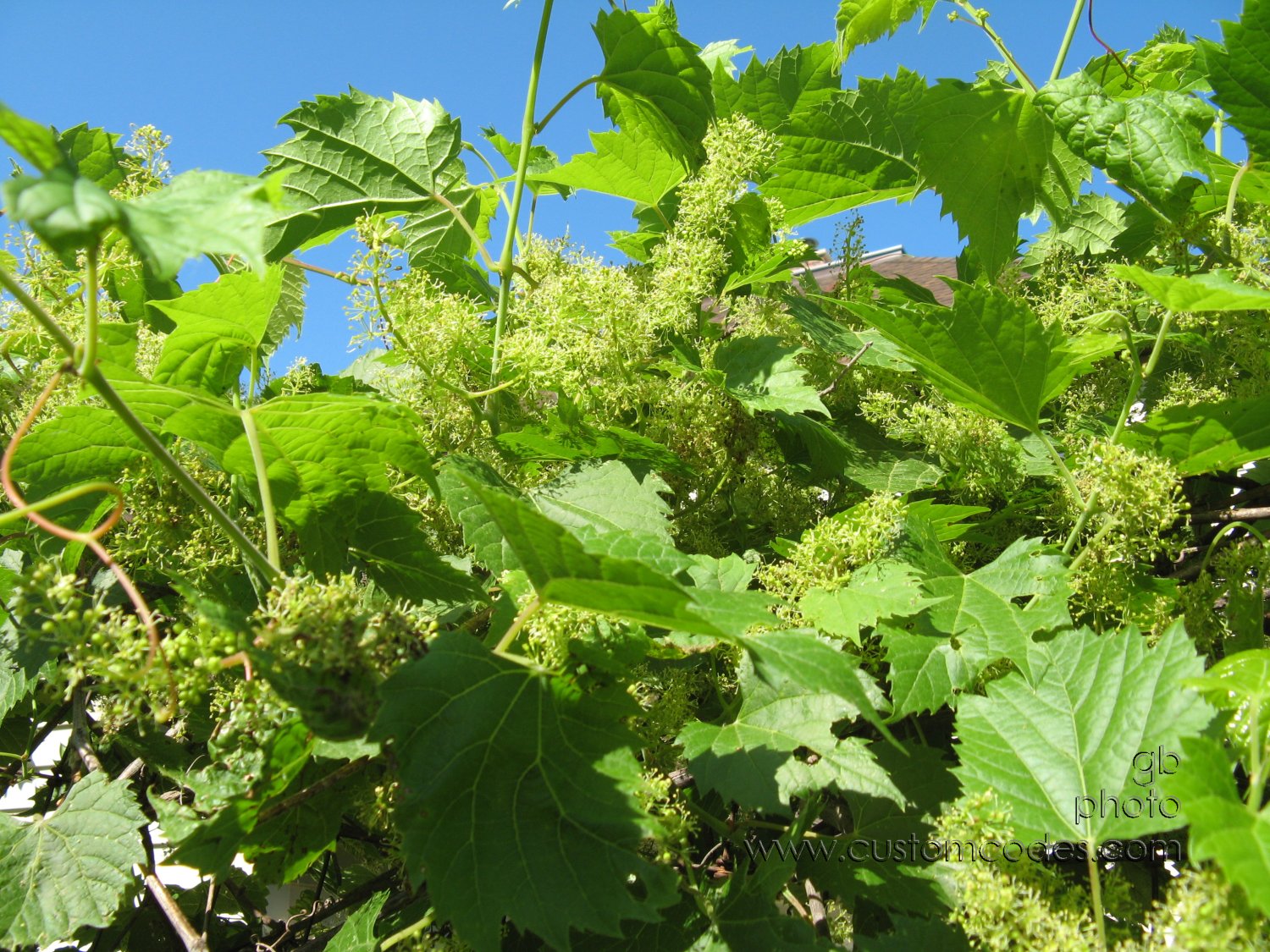 grapesInFlower
