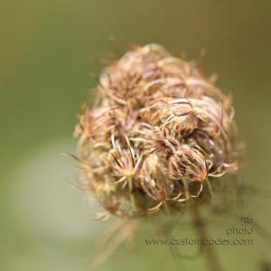 flowers2010