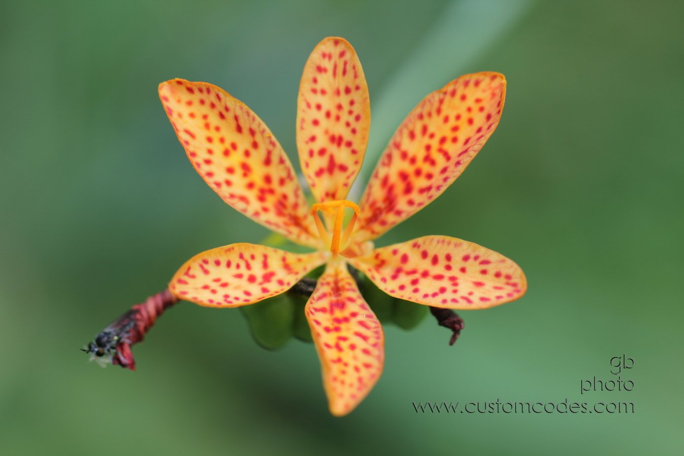 BlackBerryLily_2010_08_01