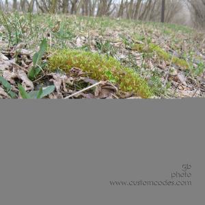 mossInFlower20100331