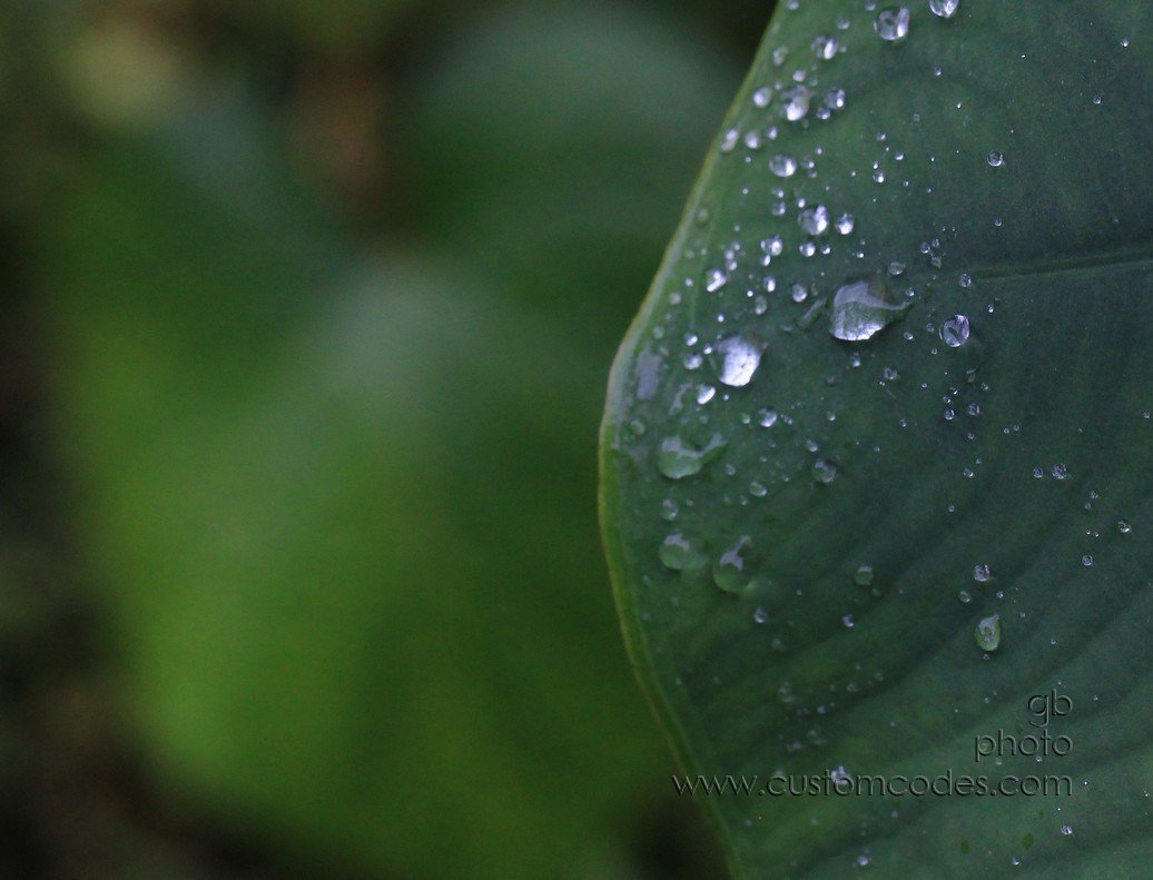 elephantEars_2010_0918