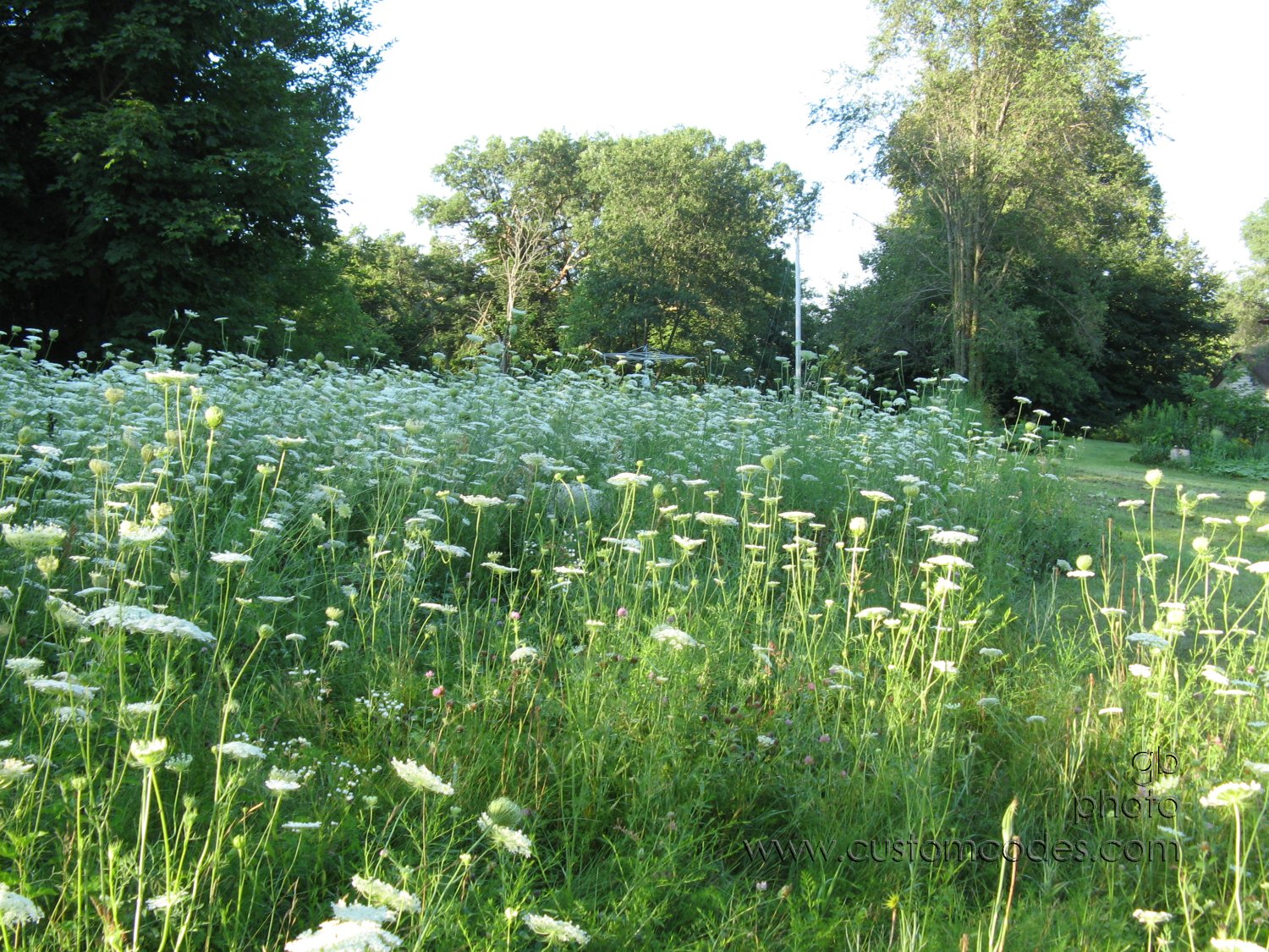 WheresElwood_07_27_2010