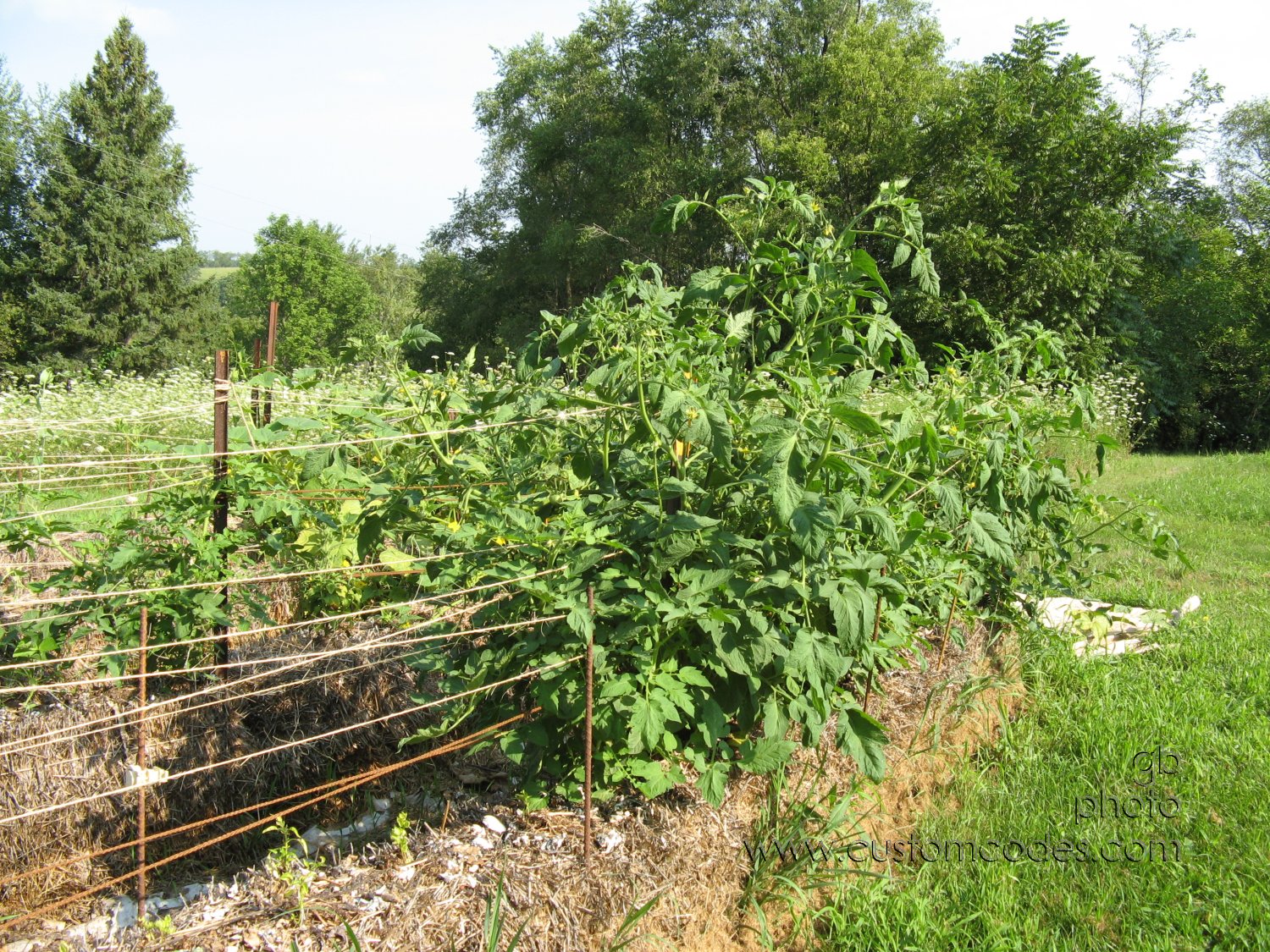2010_08_07_Tomatoes
