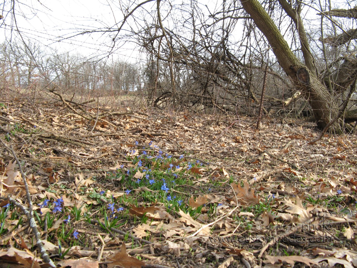 patchOfBlue20100331