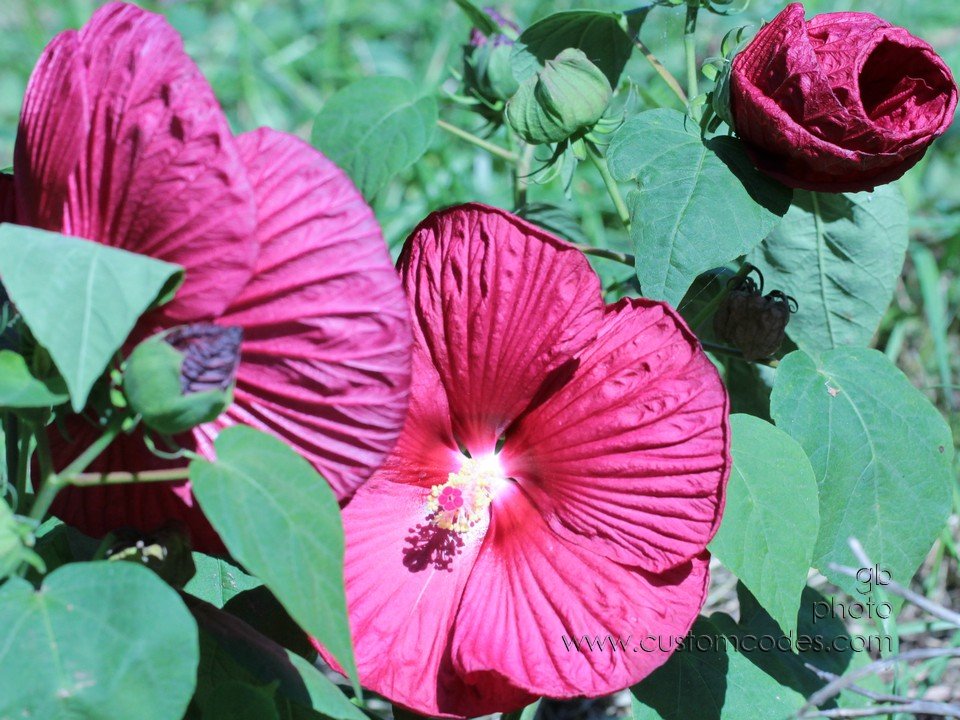 Hibiscus_cr