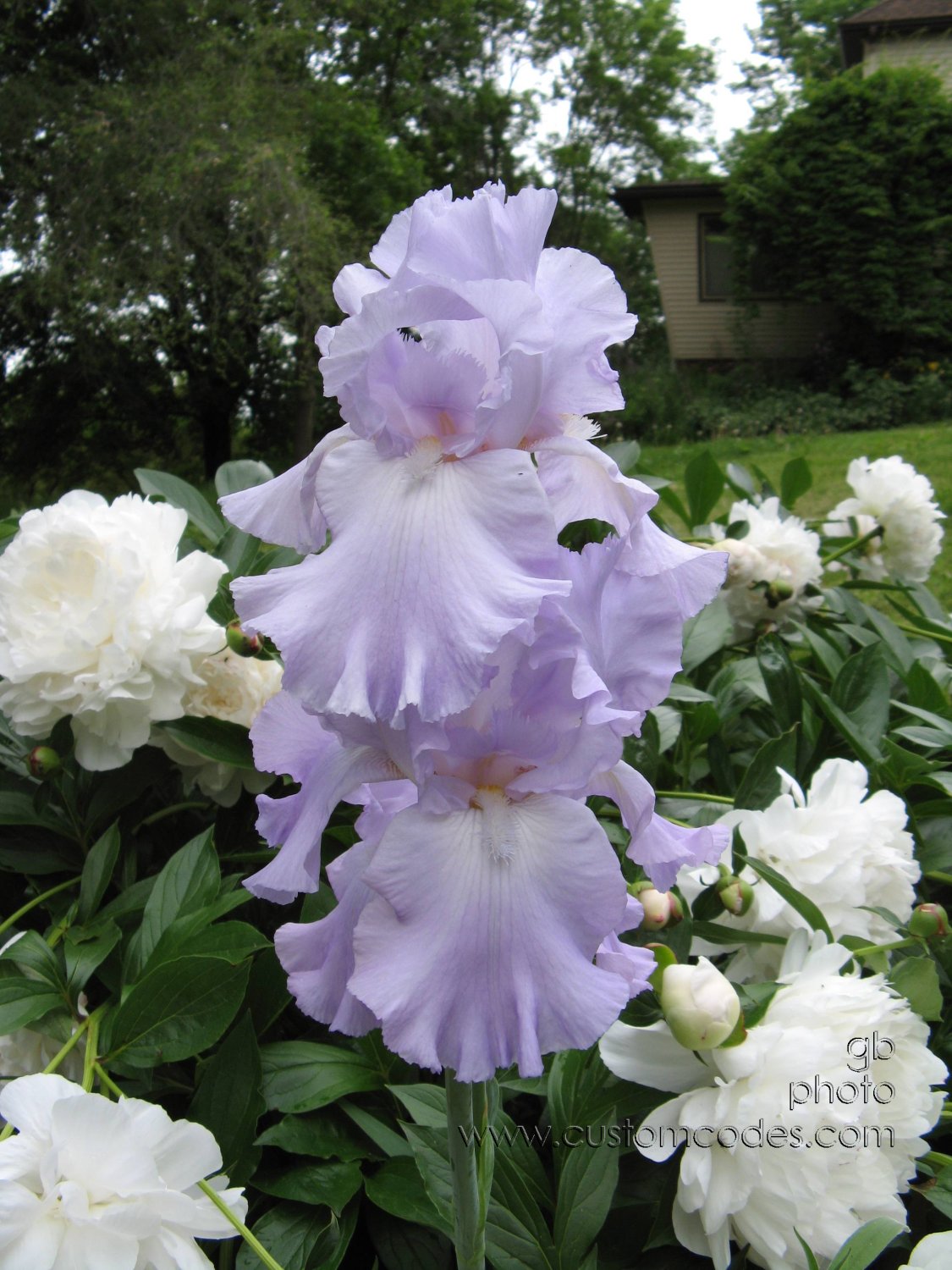 IrisWithPeonies