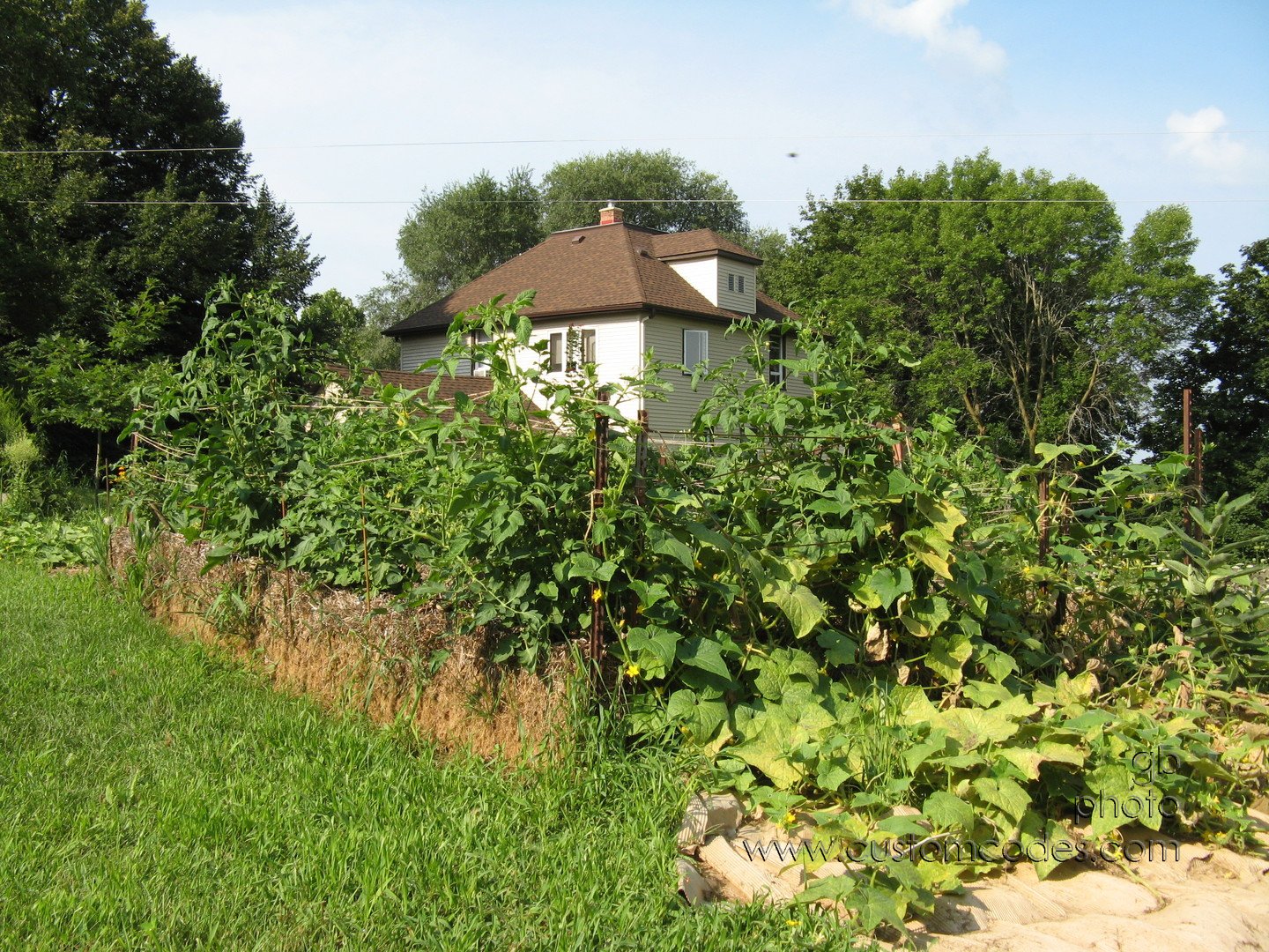 2010_0807_MaybeCucumberBlight