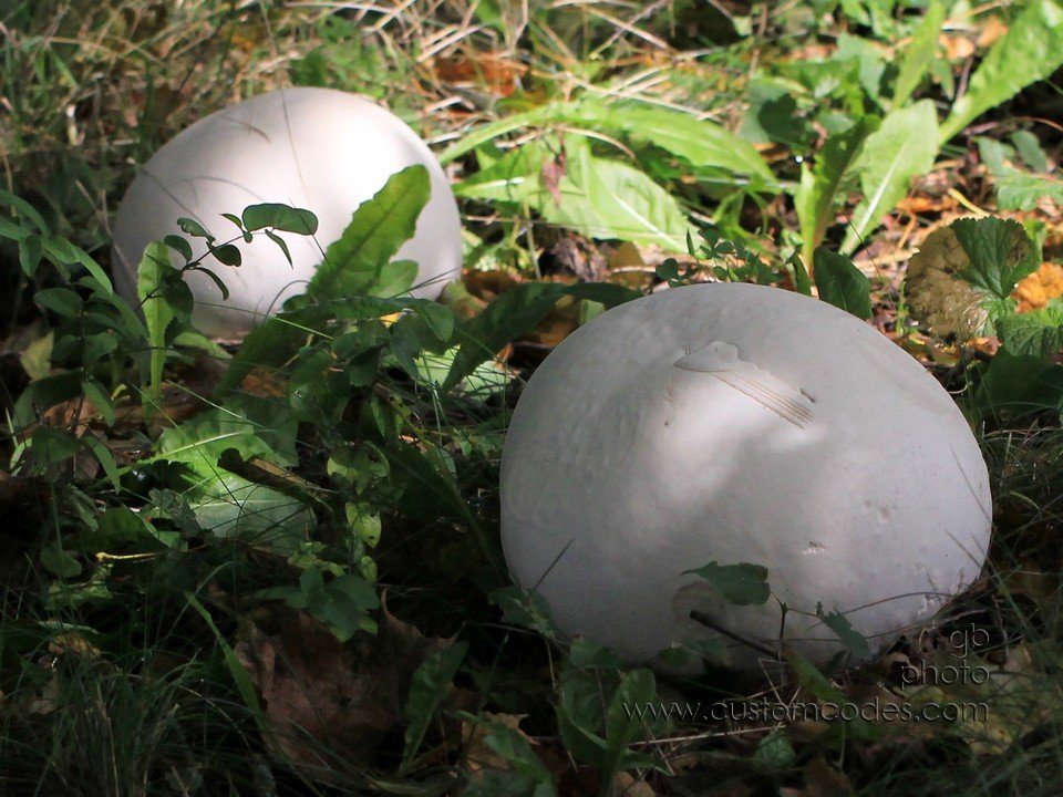 twinPuffballs_2010_0918