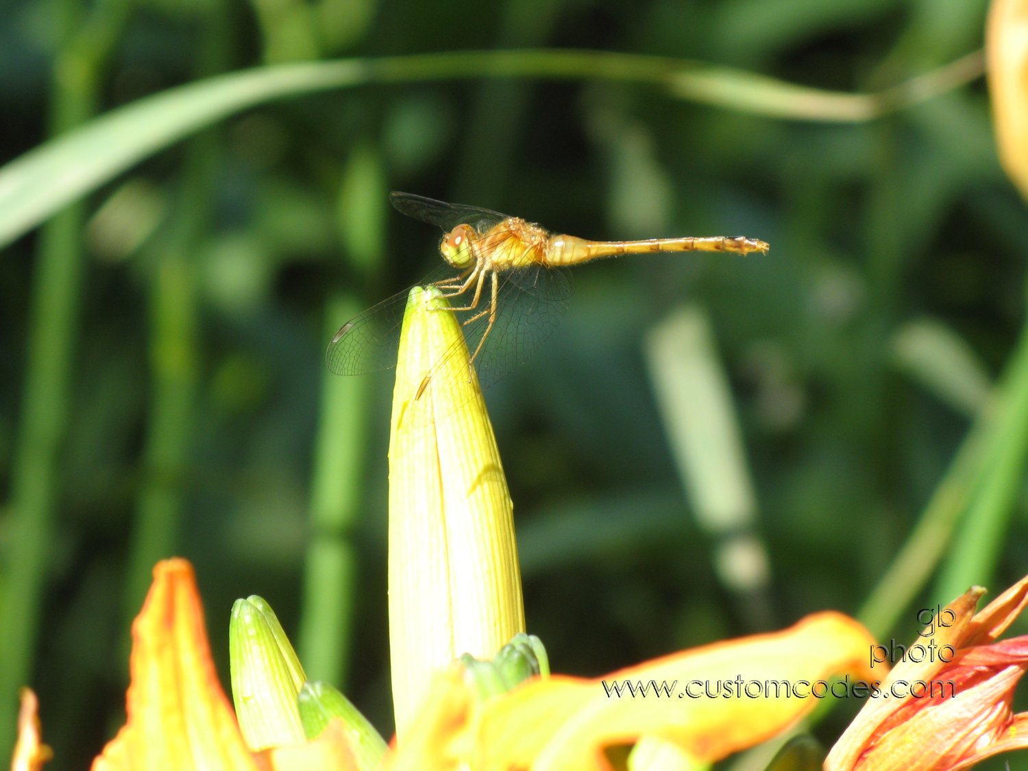 20100710DragonFly