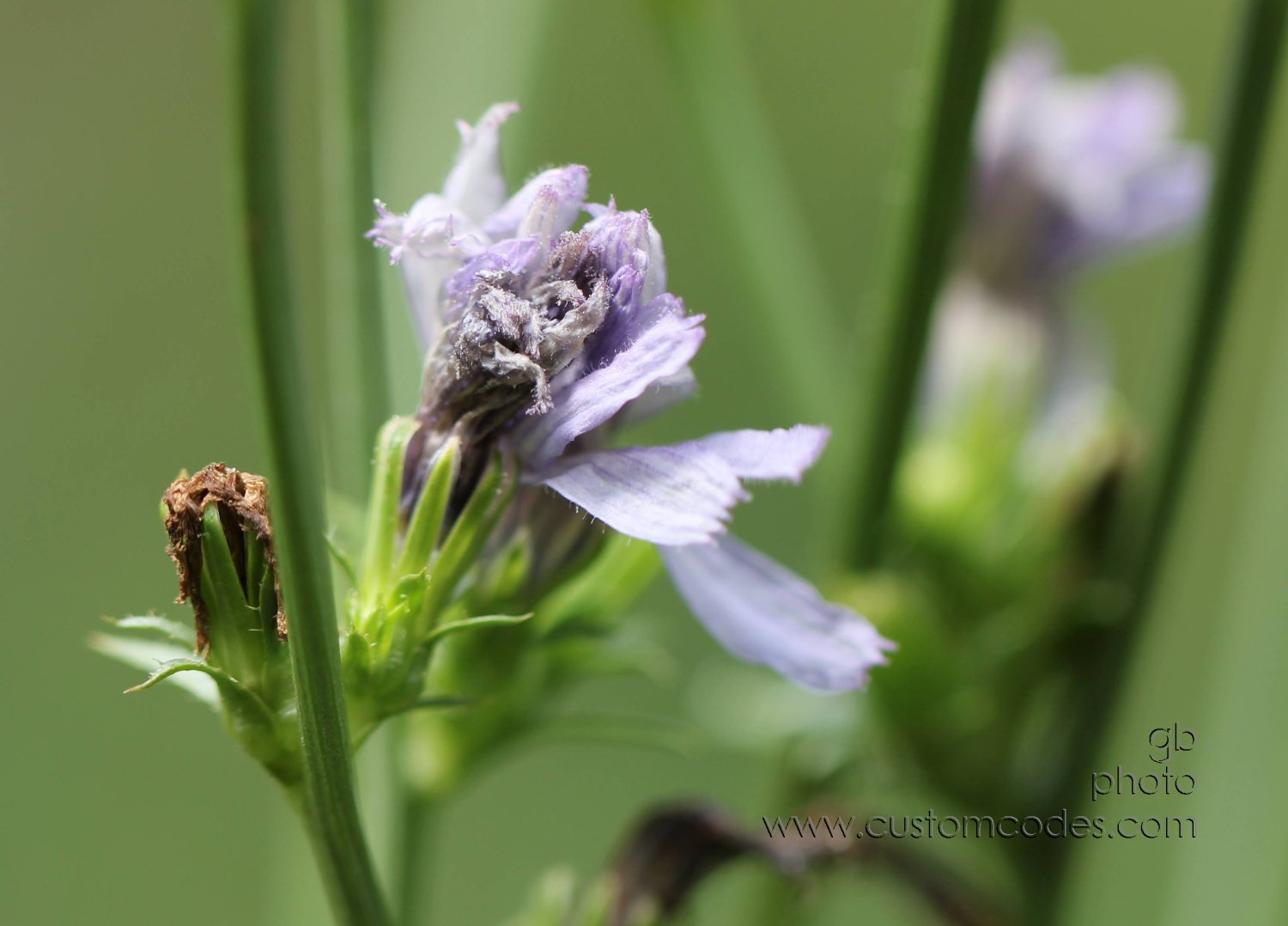 SleepingChicory
