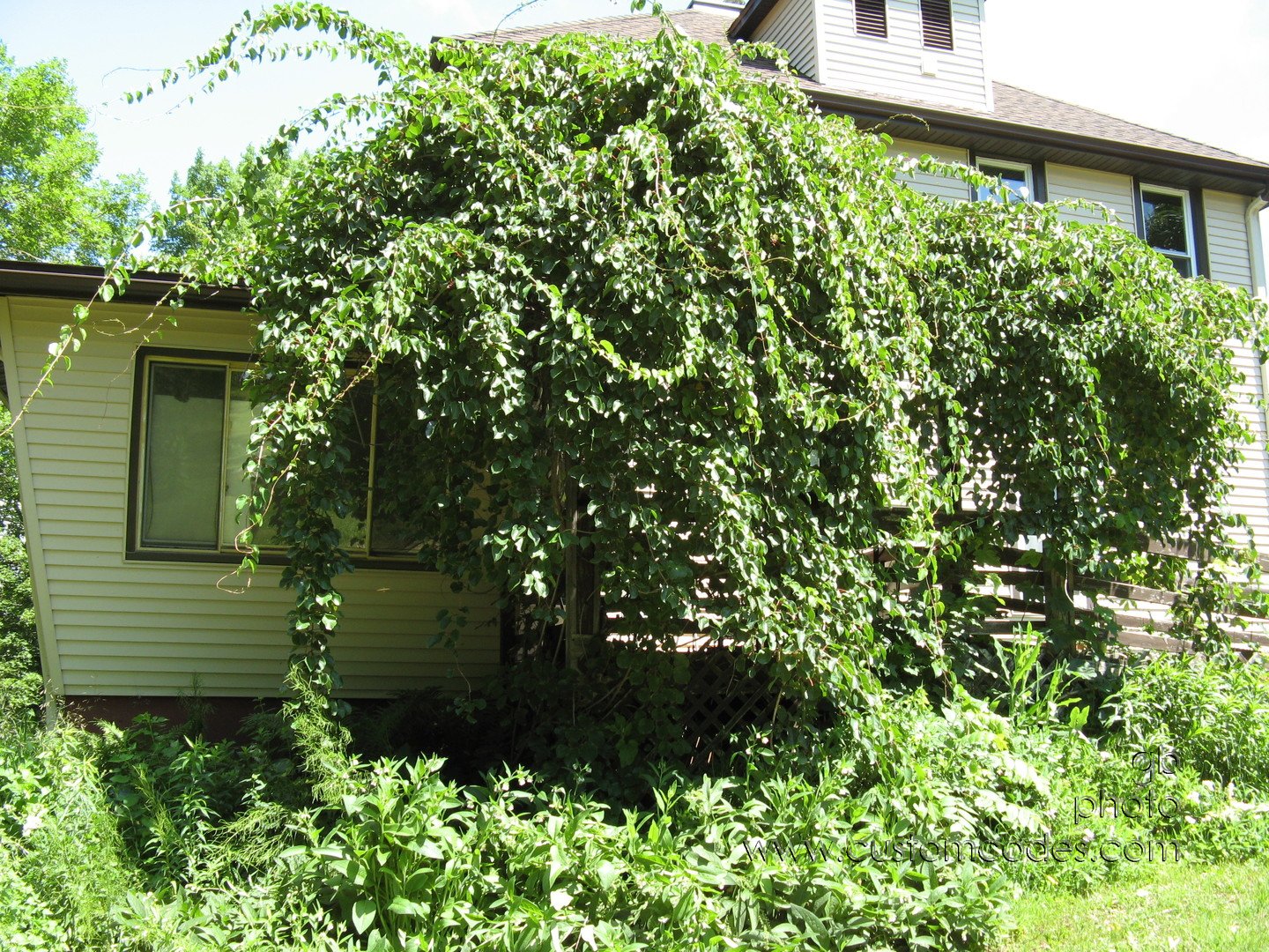 20100626_KiwiVines