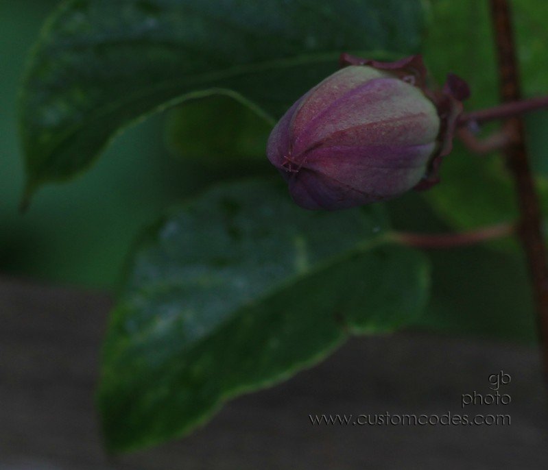 buddingPassion_2010_0918