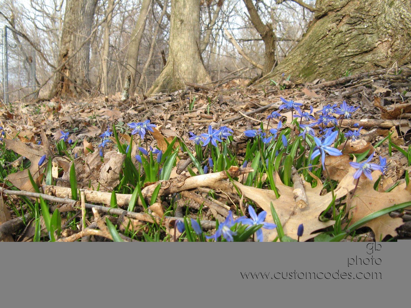 blue20100331