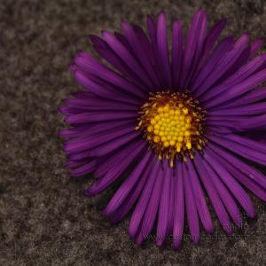 aster 011