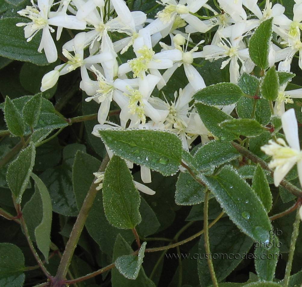 WhatIsItUpClose_20100604