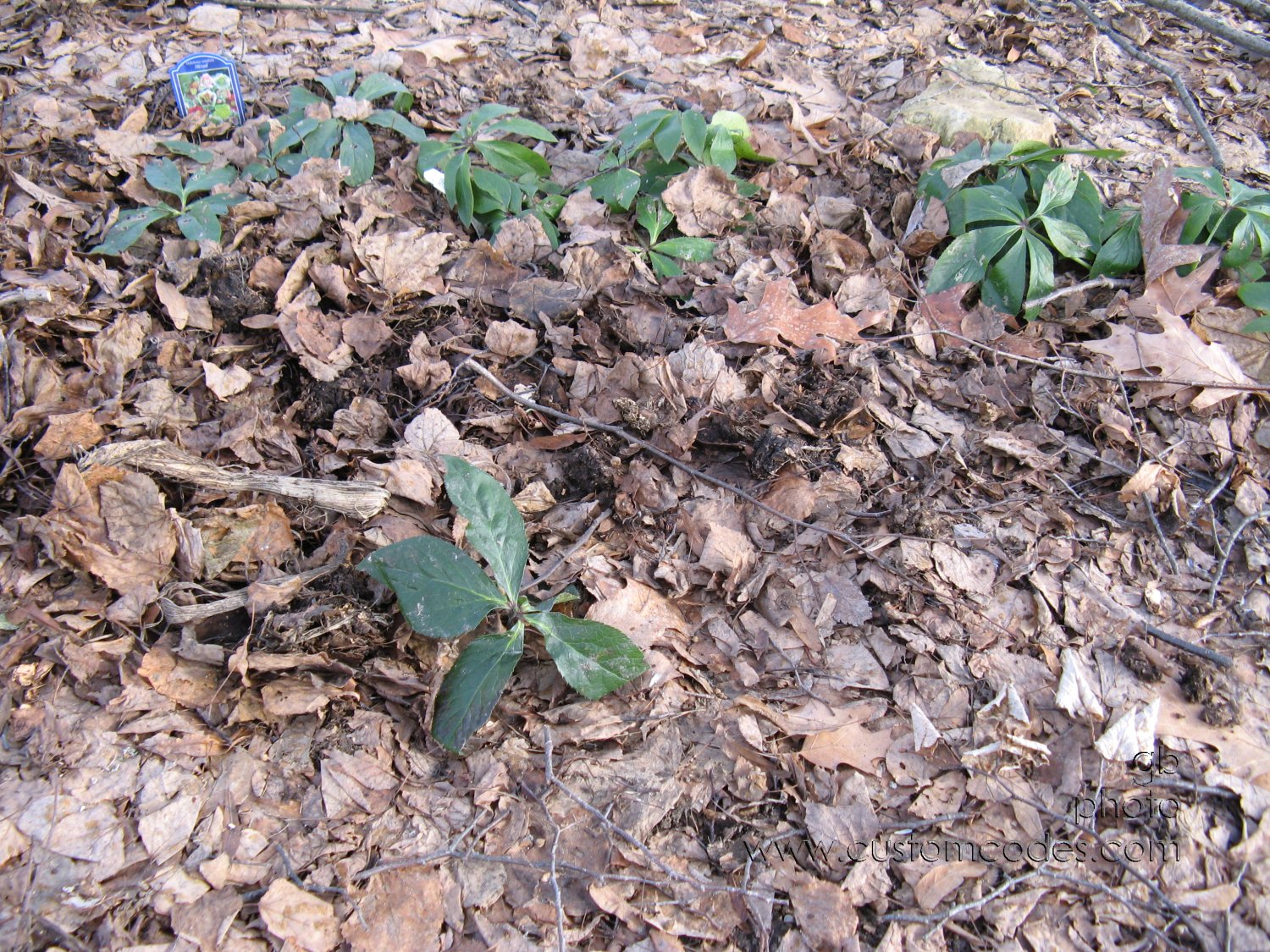 hellebores_20100314