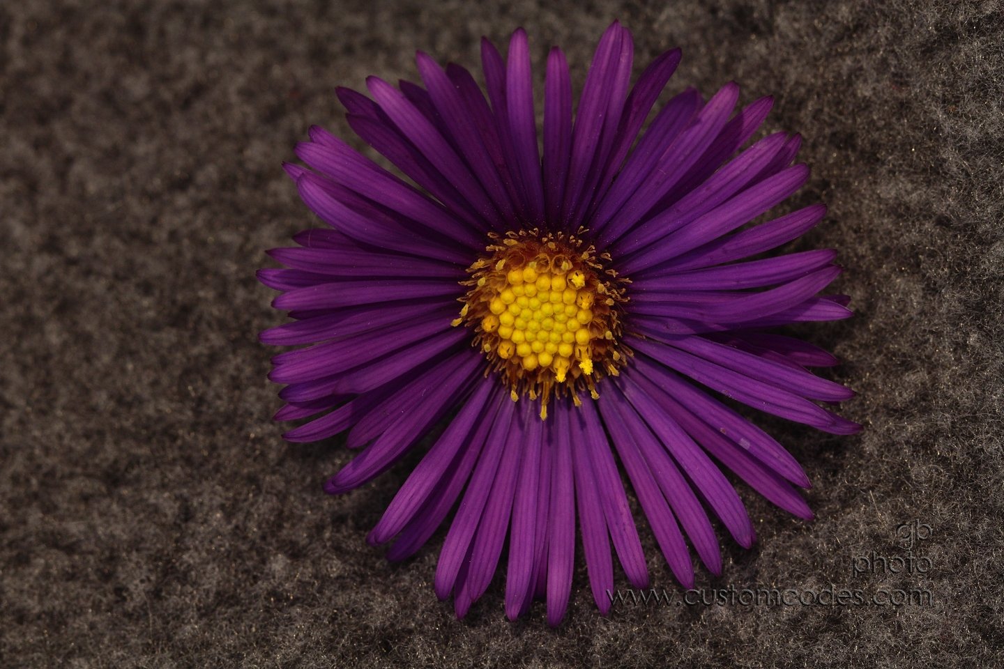 aster 011