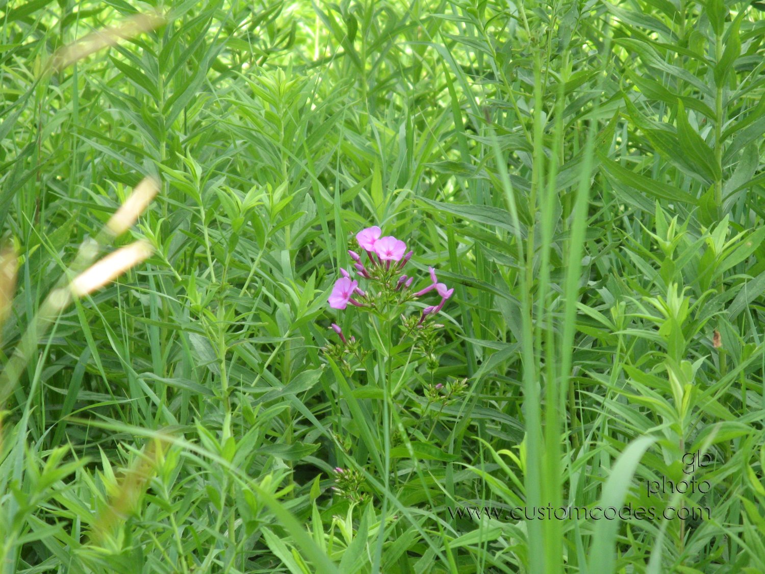 20100710SurpriseInTheGoldenrod