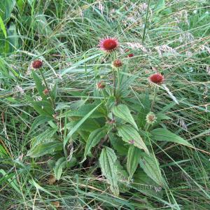 20100710Escapees