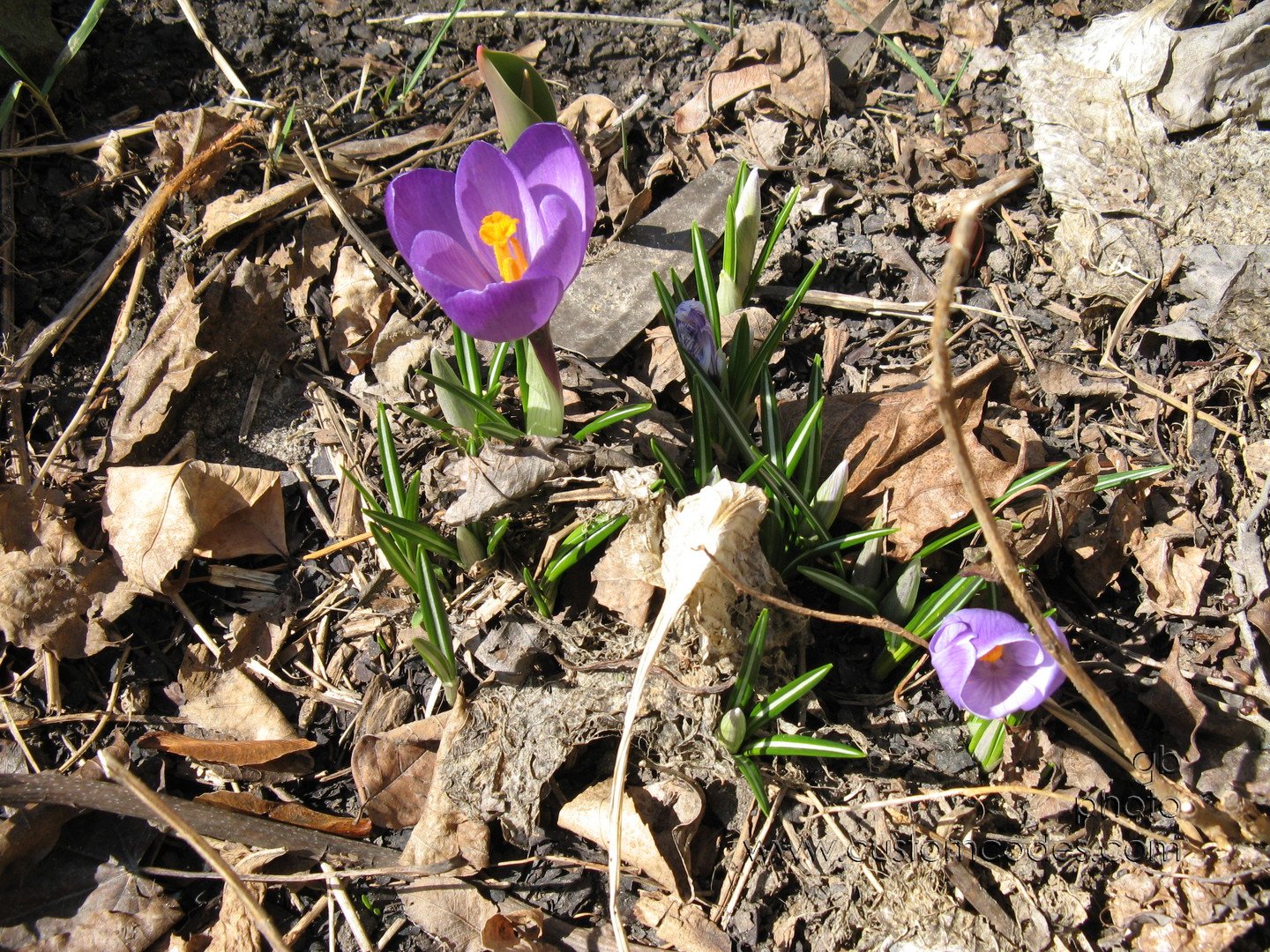 crocus_20100321
