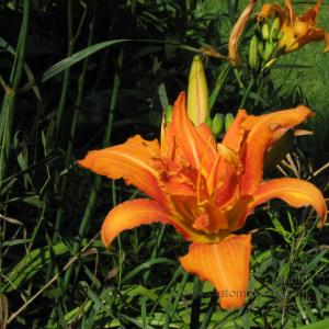 20100710LillyAndDragonFly