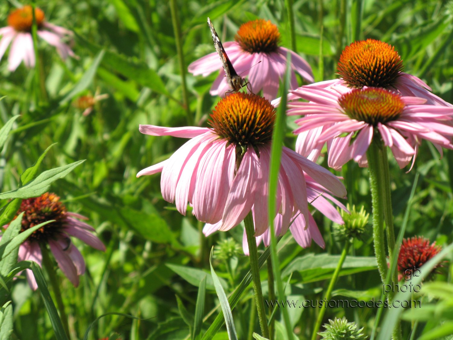 20100710ButterflyOnConeflower