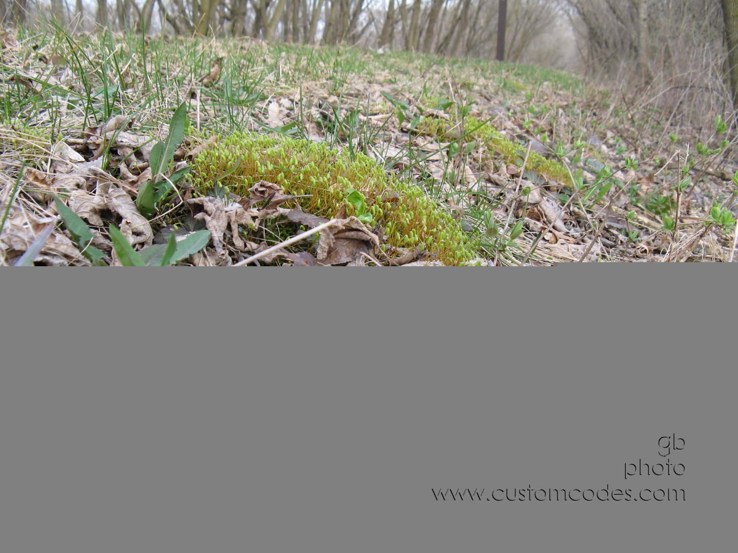 mossInFlower20100331
