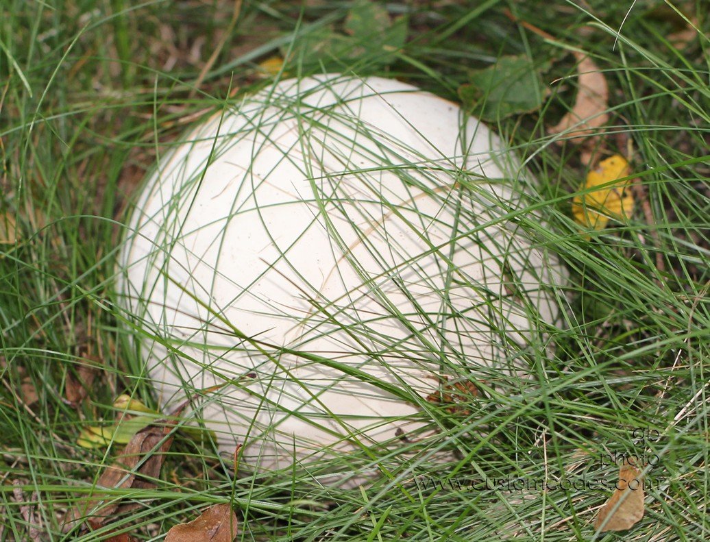puffball_2010_0918_1