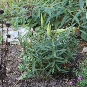 ButterflyWeedSeedPods