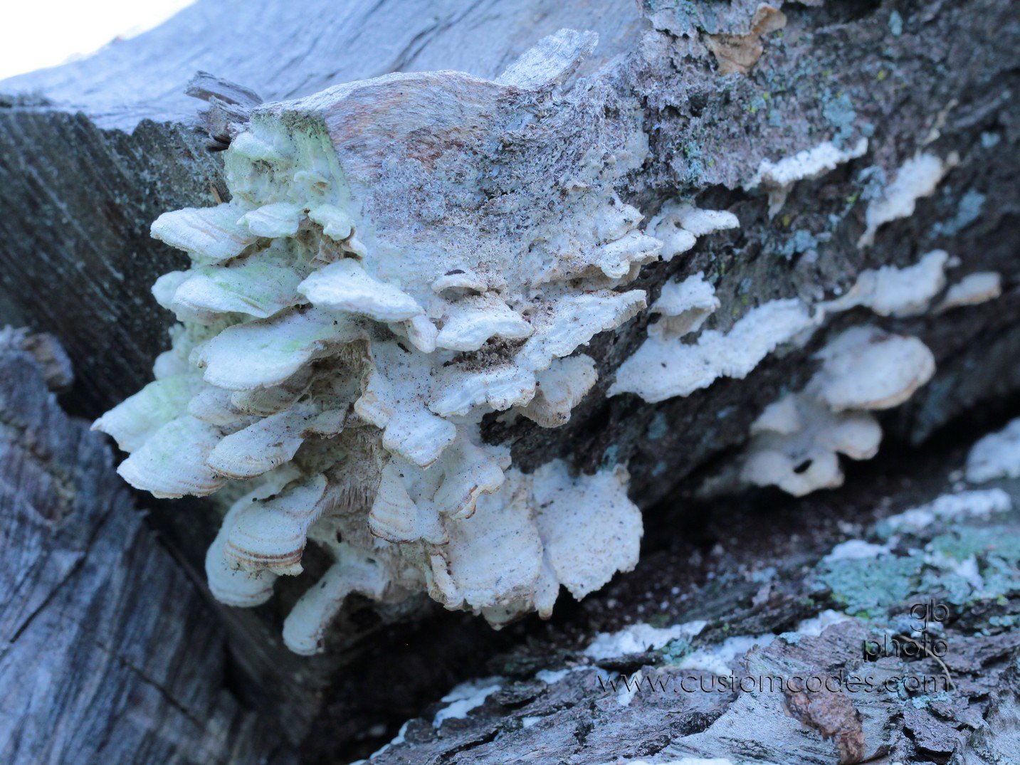 fungi_in_woodpile4_cr