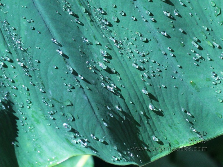 EEdroplets_cr