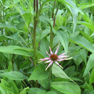 FirstPrairieConeflower