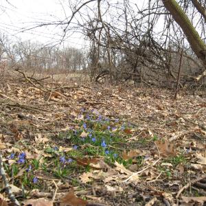 patchOfBlue20100331