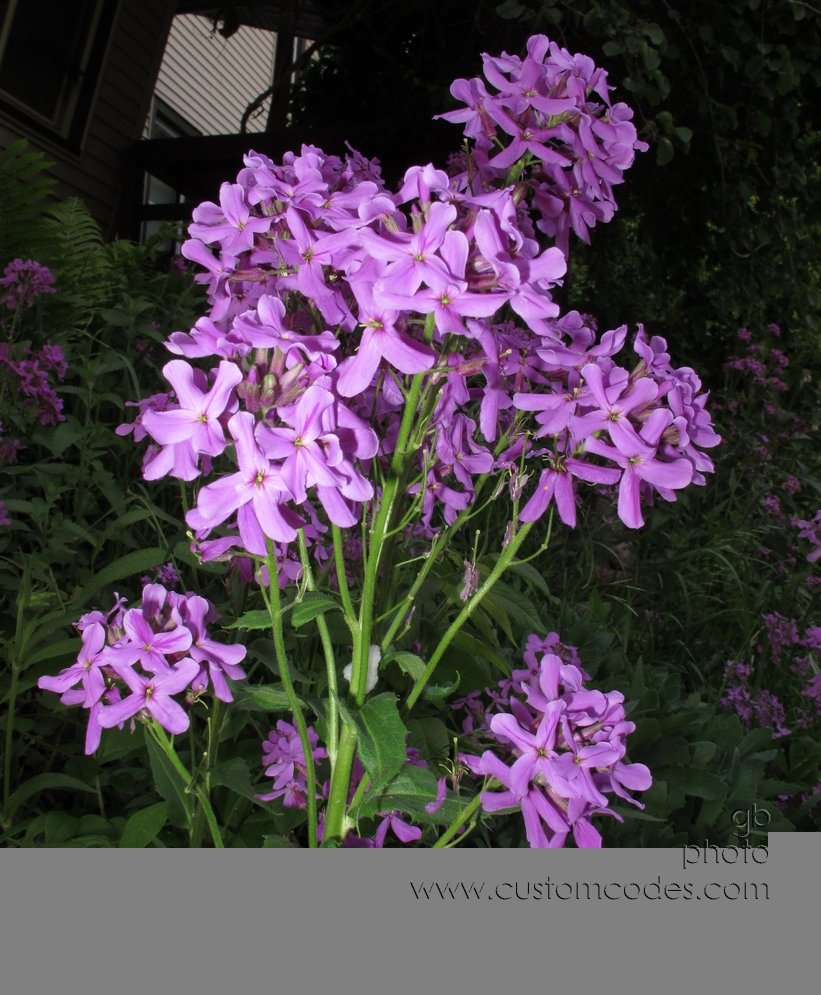 DamesRocket_20120512.