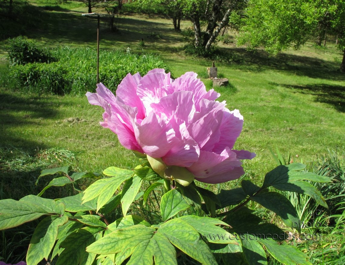TreePeony_side_20120513