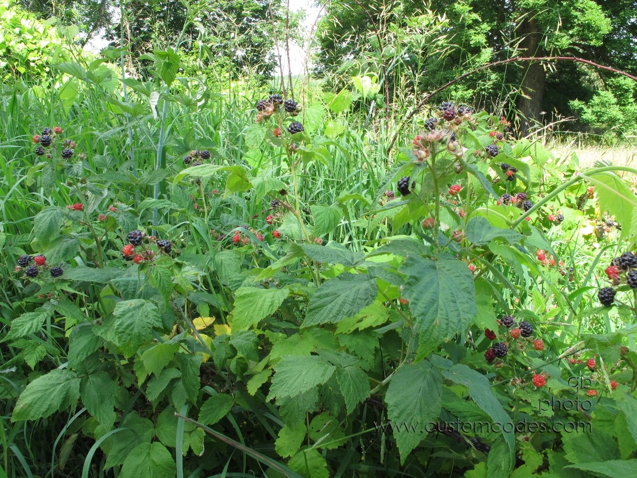 lunch_20120615jpg