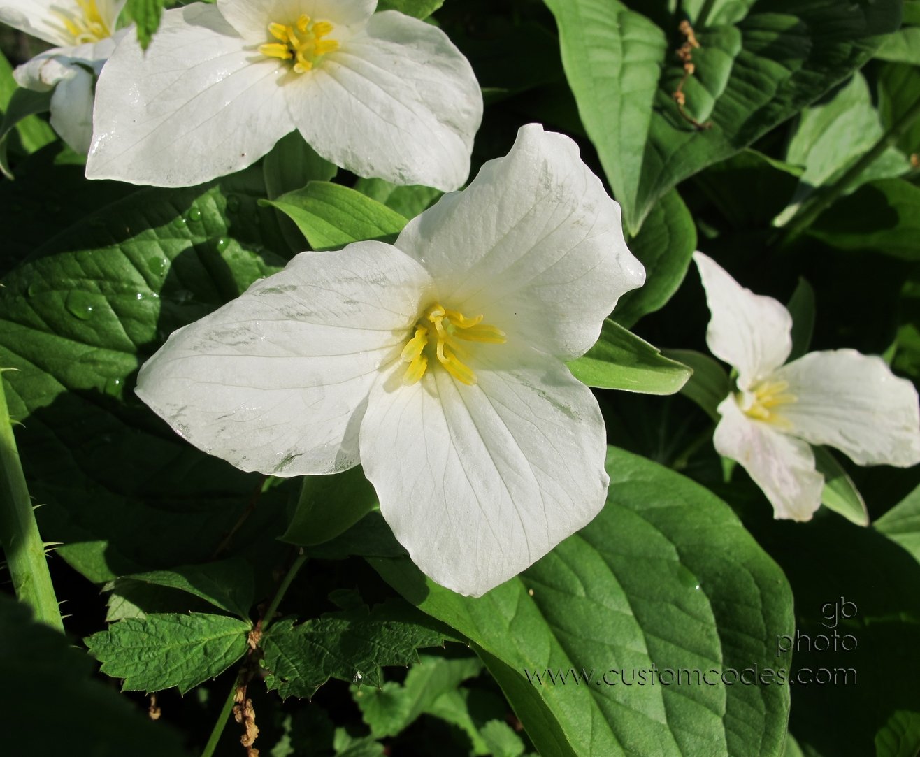 Trillium_2012_0503