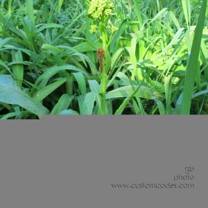 HorseradishInLilies_20120503