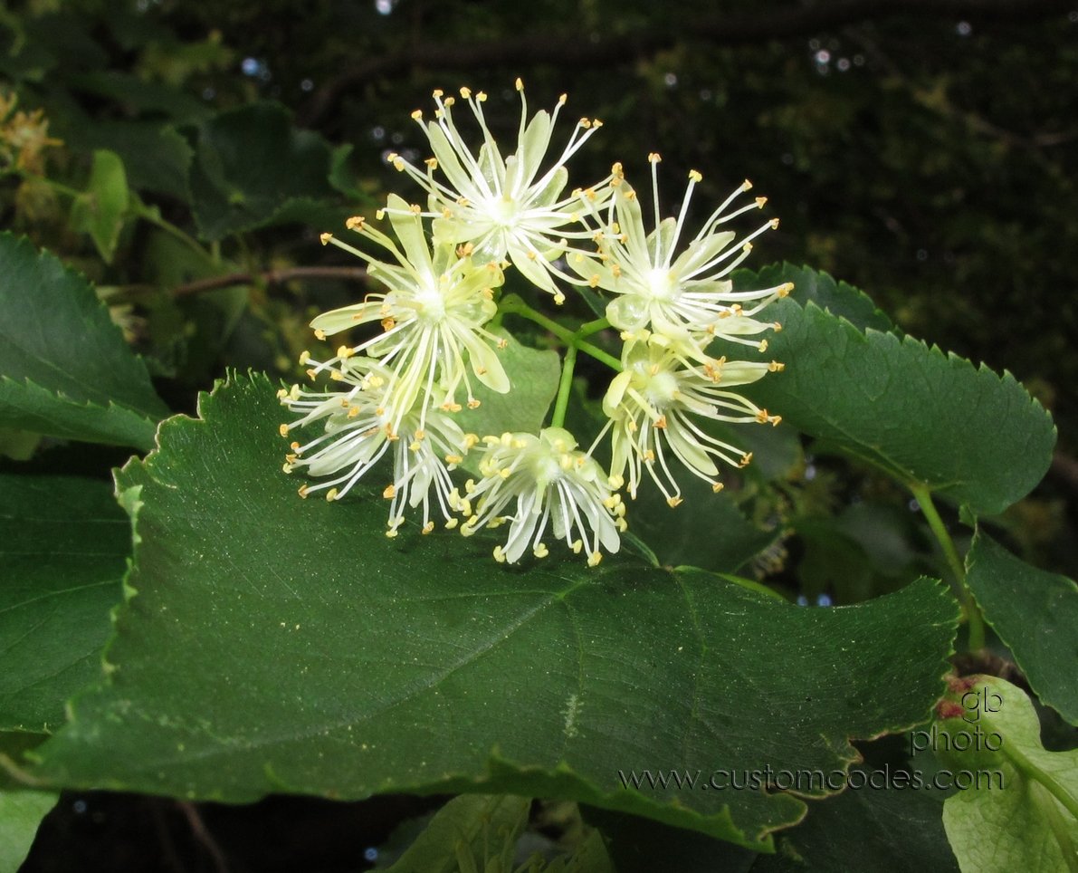 LindenFlower_20120613