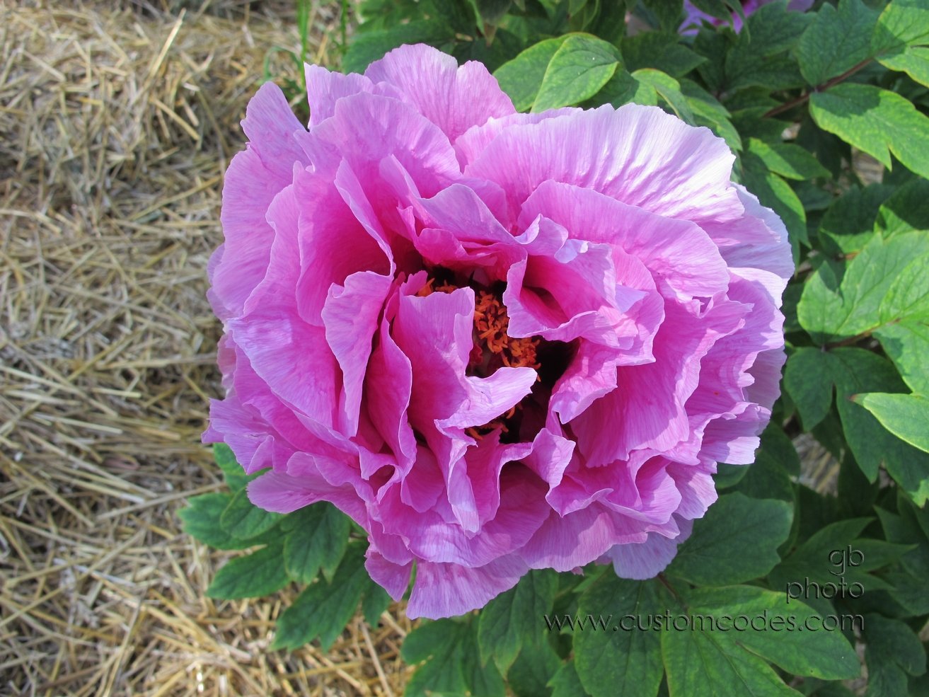 TreePeony_20120513