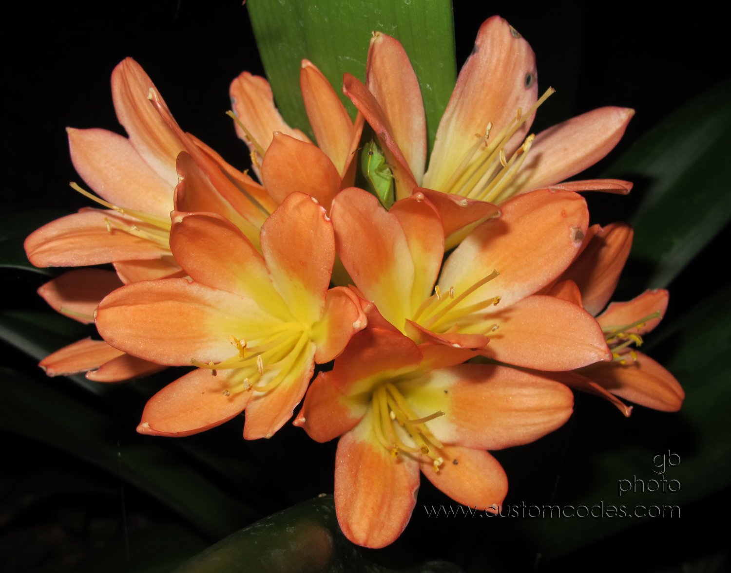 clivia_20120721