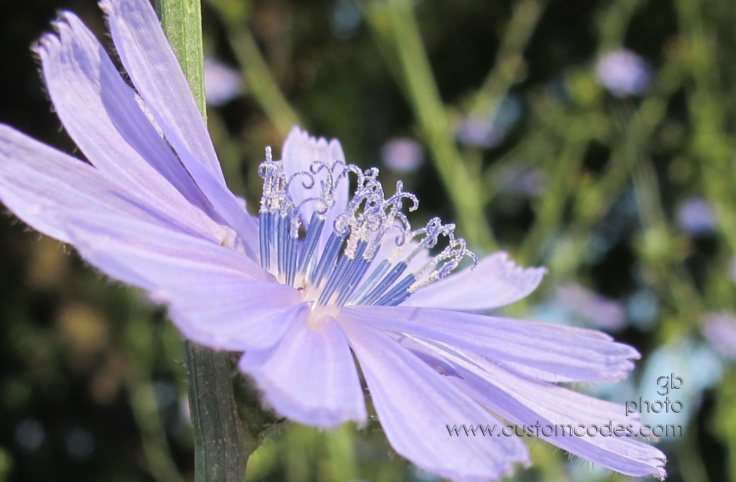 chicory_20120706
