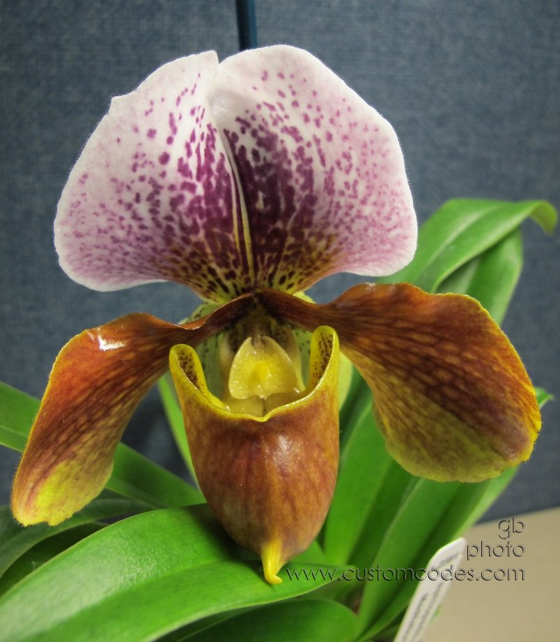 meditationUpClose_20120224
