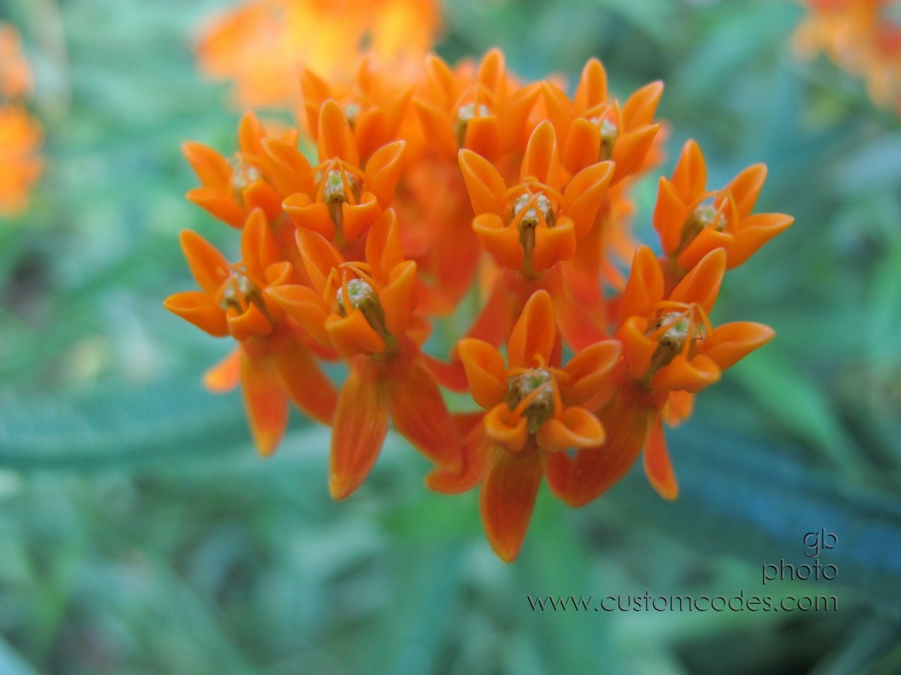 softOrange_20120721
