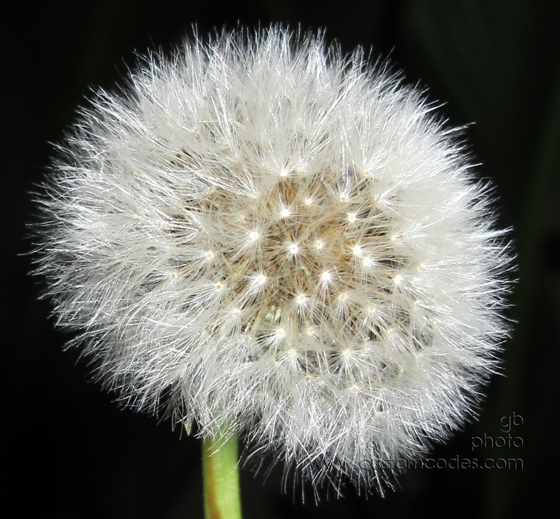 fireworkImposter_20120704