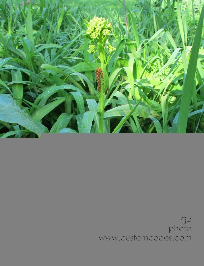 HorseradishInLilies_20120503