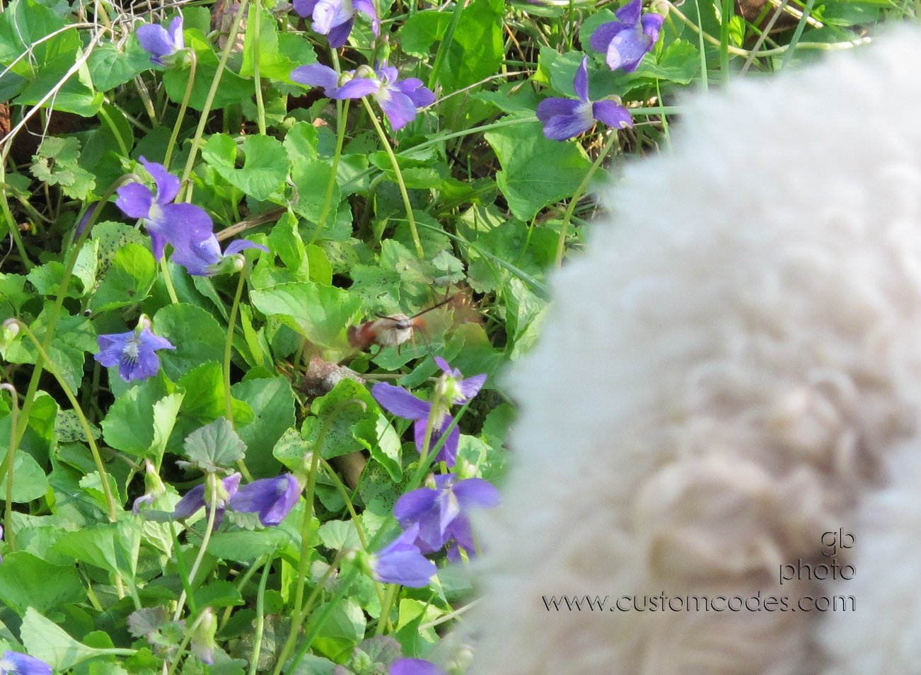 QuickSnapTimes2_20120503